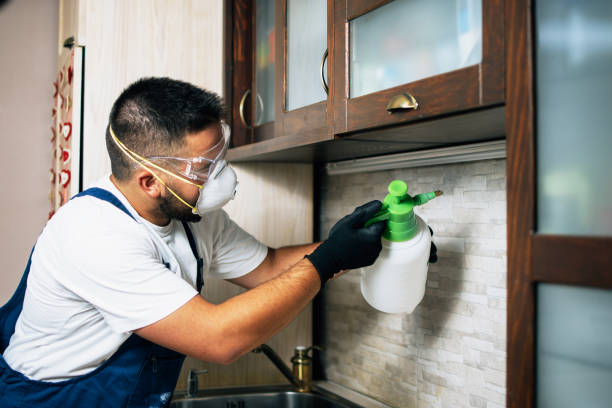 Best Termite Control Services  in Rock Rapids, IA