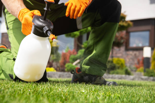 Best Flea Control Services  in Rock Rapids, IA