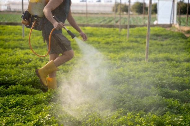 Best Pest Inspection Near Me  in Rock Rapids, IA