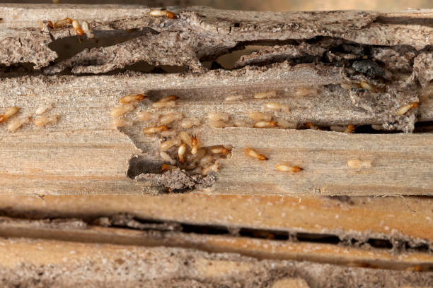 Best Wasp Removal Services  in Rock Rapids, IA